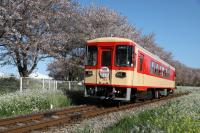 桜の名所をゆく305号