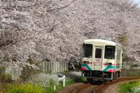 立野の桜並木をゆくAR301号