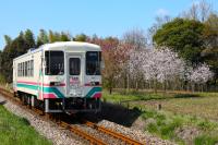 各地の桜をバックに