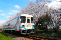 桜の名所をゆくAR301号