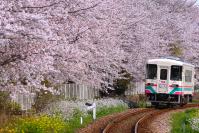 桜の名所をゆくAR301号