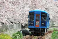 桜の名所をゆくAR302号