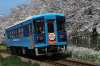 桜の名所をゆくAR302号