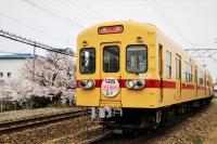 桜をバックに発車する600形