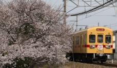 桜並木の中を発車する600形