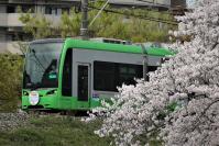 公園の桜に見守られて