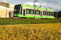 稲穂の中をゆく5002号