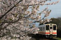 人見駅の桜とともに