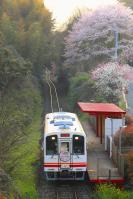 桜が満開の源じいの森に到着した412号