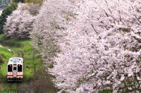 桜の名所をゆく412号