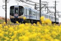 春の菜の花畑をゆく3000形