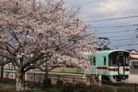 満開の桜に見送られて