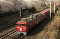 桜の名所をゆくED7681号