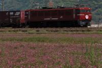 レンゲ畑をゆくED7681号