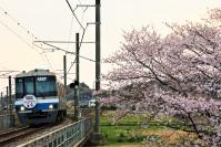 桜の瑞梅寺川をゆく第20編成