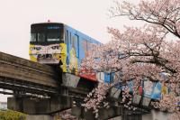 桜の名所をゆく999号